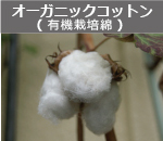 オーガニックコットン(有機栽培綿)