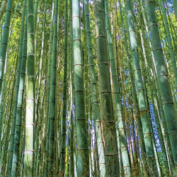竹のイメージ写真