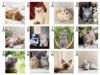 キャットデスク 卓上カレンダー月別