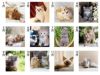 キャットマンスリー 壁掛けカレンダー月別